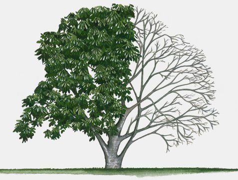 Illustration of Aesculus californica (California buckeye), a deciduous tree showing summer leaves an